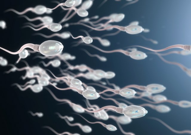 Spermatozoidi "pamte" dogaðaje iz života muškarca, nova studija otkrila kako deluje na potomstvo